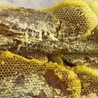 عسل شمع وسايل قرضة وسدرة على الشرط مضمون 100