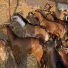 تيوس دهم بلدي جذعان