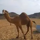 بعير ساحلي احمر مشروط من جميع العذاريب