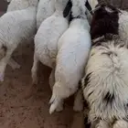 ذبايح هرافا طيبه