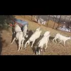 تيوس منادي 8 السوم 710