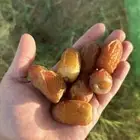 ثمار صقعي 1447