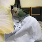 عصفور روز