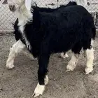 طليان طيبه نجد