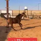 للبيع المهره عمرها 11 شهر
