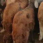 اعلان غنم حمر