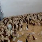 صوص بلدي