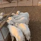 بهم حري السوم 900