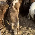 سواكن ذبايح