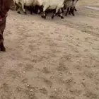 للبيع غنم نعيم فاخره شرط الدفيع