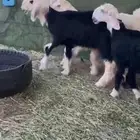 عرض بيع رخل نجد