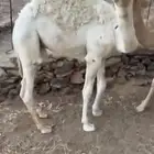 قعدان للبيع