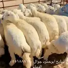 جذعان حري الطايف جبره مفطحات