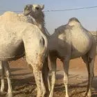 بكره لقيه شقحاء