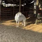 فحل حري مشروط