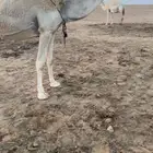 شقحا عشرا صاهوديه تحتها قعود