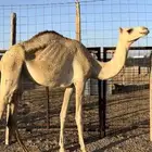 بكره جذعه للبيع ابوه ولد شاهين بن عويضان وامه سودانيه