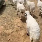 رخال للبيع فل شحم