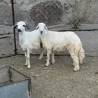 2 طليان سمان شرط