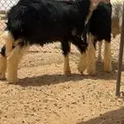 طليان نجد. طيبه اعمره 7شور