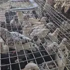 للبيع حمام عماير