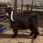 تيس عارضي جذع فحل حار