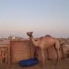 للبيع ركبي