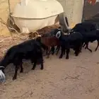 معزى