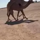 البل