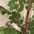 طير عصفور روز البينو