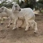 طلي مشروع فحل