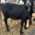 للبيع عنز