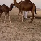 خلفه حمرا وحلابه رقم واحد منيحه(تم البيع)