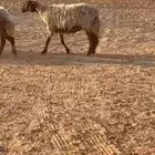 غنم نعيم دفيه قريب ولادها