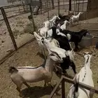 تيوس مخصاه شحم