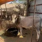 حسيل