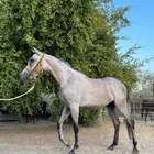 فرس معسوفه لقاح للبيع