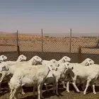 حريات متابيع صغر سنون
