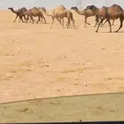ذود العدد 11 صفر وشعل