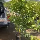 حمضيات- -منجة- جوافة -جهنمية - رمان  نجران