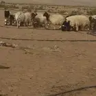 خرفان بريه شرط شرط من المزرعه