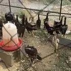 فروخ شامو ياباني 5 شهور