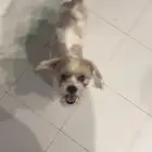 كلب شيتزو مكس للبيع