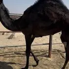 بكرة مفرودة