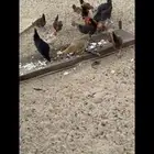 دجاج بلدي حضان شرط والصحه شرط