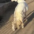 خروف فحل سنه رباع