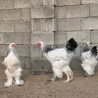 مكه المكرمه الحسنيه
