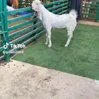 مشروع فحل مطور فاخر.