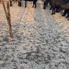 غنم عرب دفيع شرط