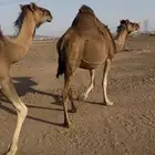أبل للبيع